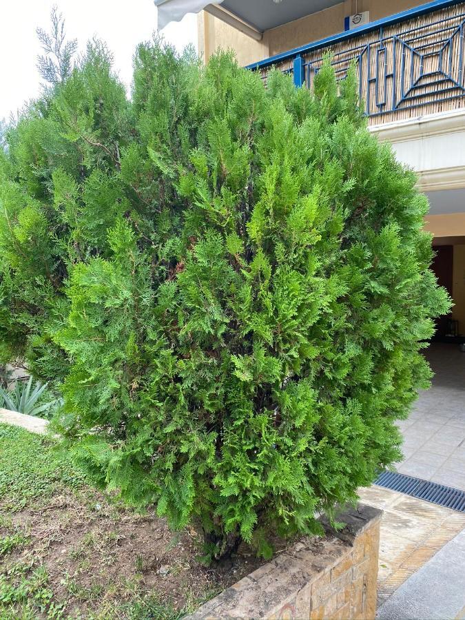 Appartement Eva Vip Excellent 1